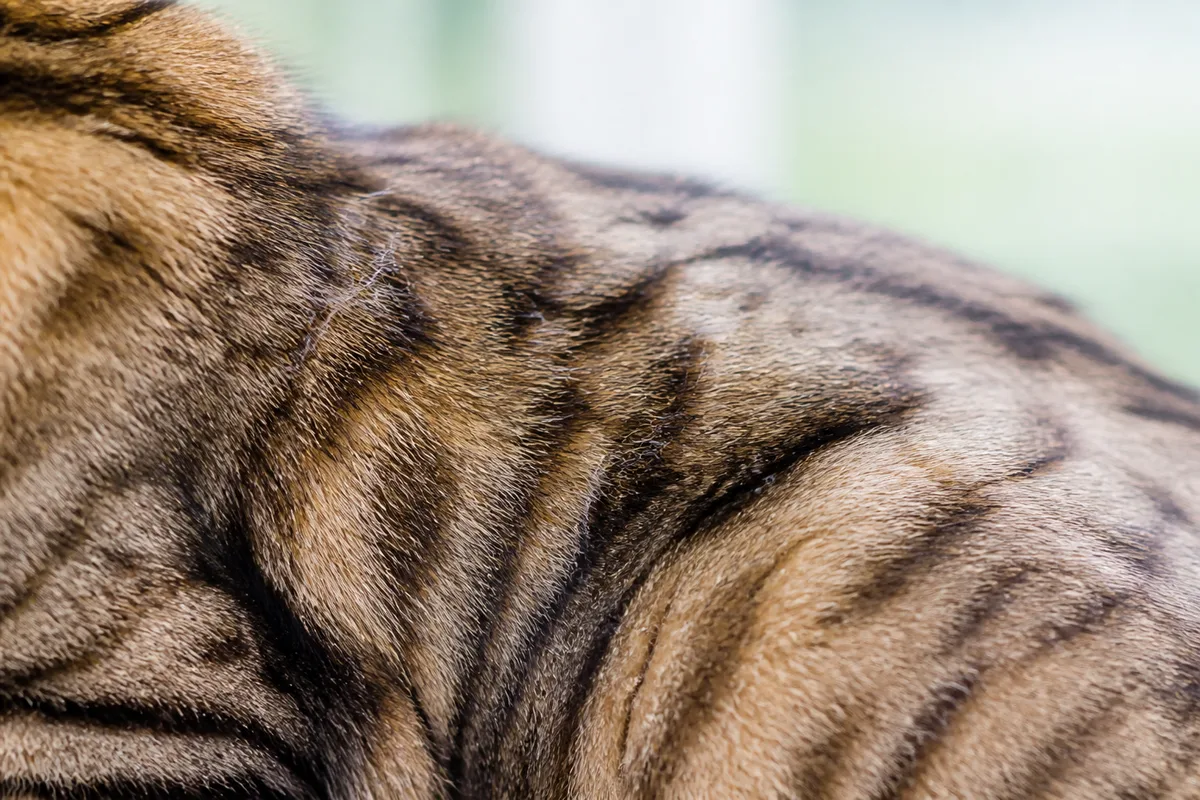 Gros plan sur un pelage de chat tigré traversé par la lumière, avec des poils morts visibles entre les mèches