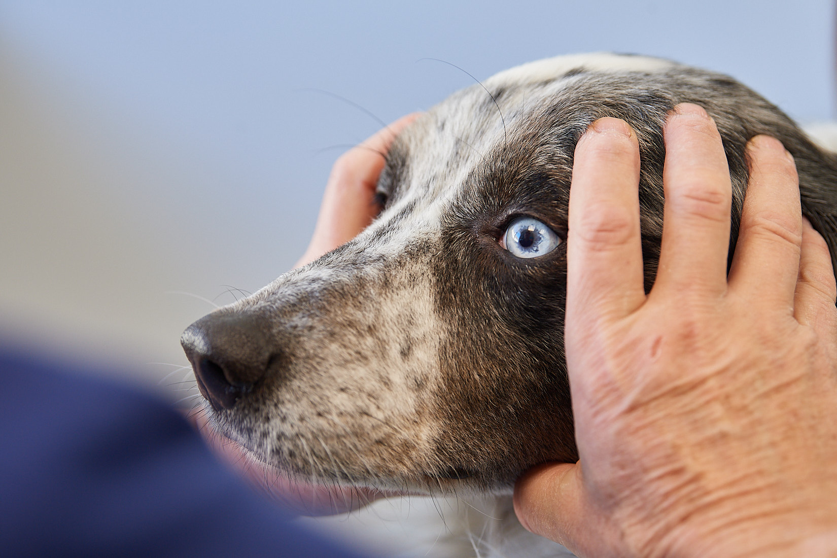 L’ostéopathie Vétérinaire : Améliorer la qualité de vie de vos animaux